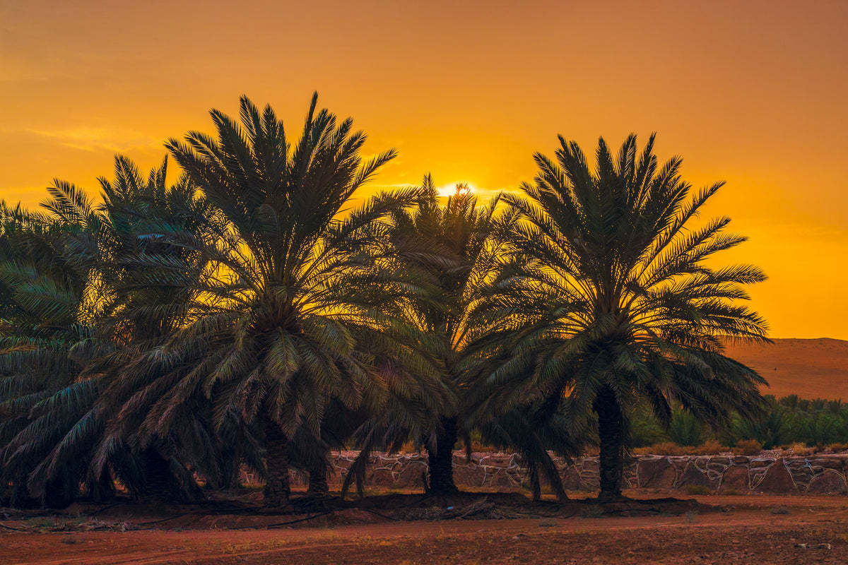 Palmen in der Silhouette vor einem gold-orangefarbenen Sonnenuntergangshimmel, wobei die Sonne teilweise durch ihre Wedel sichtbar ist. Der Boden ist erdig, und eine ferne Landschaft ist im Hintergrund schwach zu erkennen.
