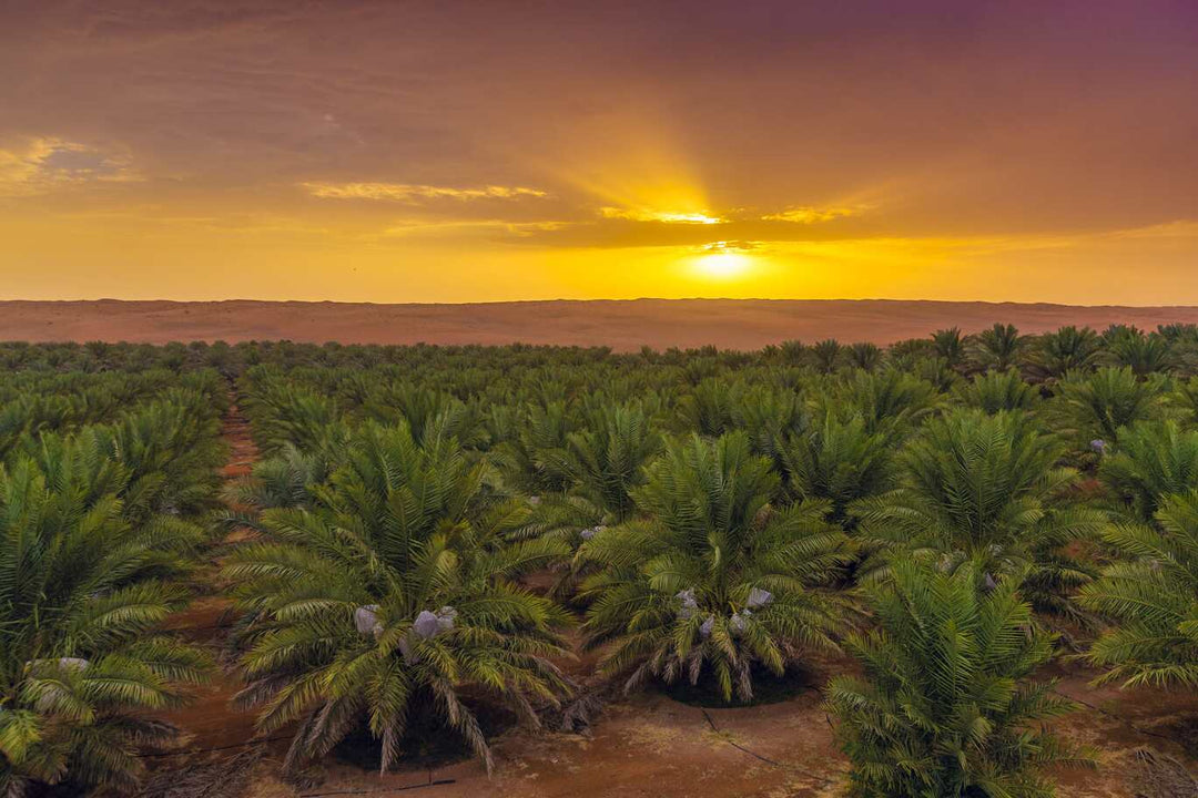 Dattelbär Plantage Sonnenuntergang