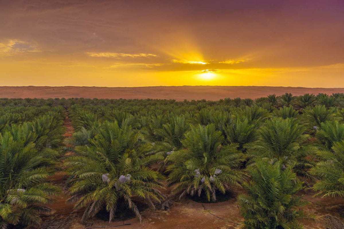 Dattelbär Plantage Sonnenuntergang