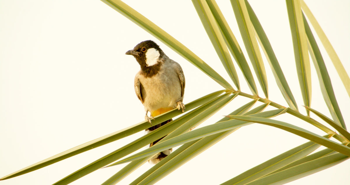 Ein kleiner Vogel mit schwarzem Kopf, weißem Wangenfleck und gräulichem Körper sitzt auf den grünen Blättern einer Palme vor einem hellen, blassen Hintergrund.