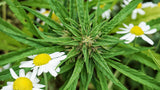 BIO Hanftee – hoher Blütenanteil - DATTELBÄR - 420_001 - DATTELBAER