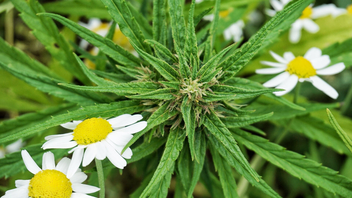 BIO Hanftee – hoher Blütenanteil - DATTELBÄR - 420_001 - DATTELBAER