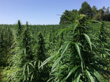 BIO Hanftee – hoher Blütenanteil - DATTELBÄR - 420_001 - DATTELBAER