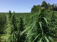 BIO Hanftee – hoher Blütenanteil - DATTELBÄR - 420_001 - DATTELBAER