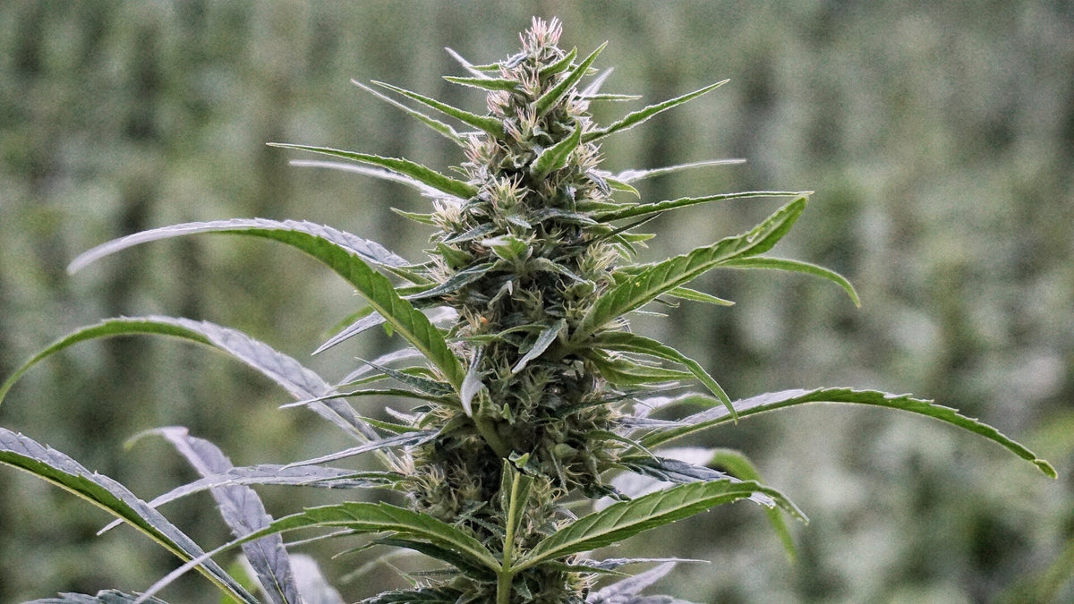 BIO Hanftee – hoher Blütenanteil - DATTELBÄR - 420_001 - DATTELBAER