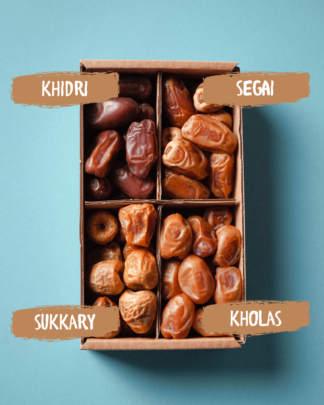 Dattel Selektion BIO Premium Large – Sukkari, Kholas, Khidri & Seqee - DATTELBÄR - DB_240004 - DATTELBAER