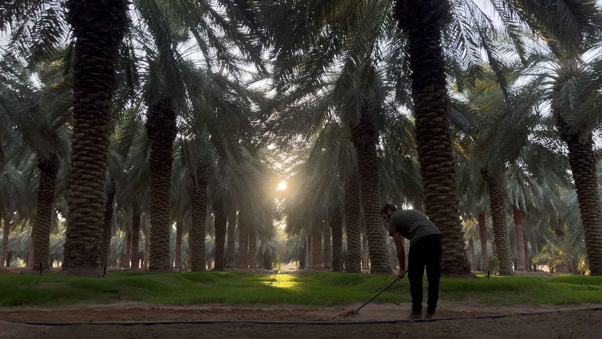 Eine Person harkt den Boden unter hohen, dicht gepflanzten Palmen, deren Blätter das Sonnenlicht durchdringen und eine ruhige und friedliche Atmosphäre schaffen.